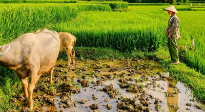 Muang Xay Rice-fields and Buff